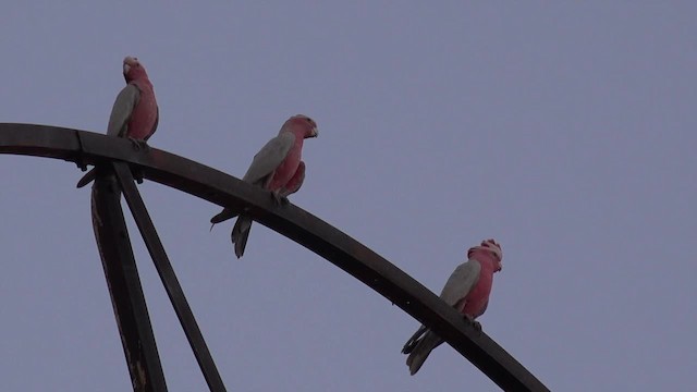 kakadu růžový - ML201650321