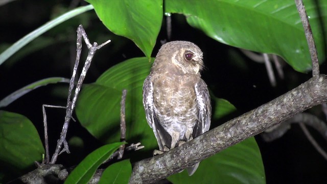 Palau Scops-Owl - ML201650341