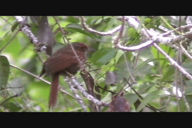 Red-faced Spinetail - ML201650441