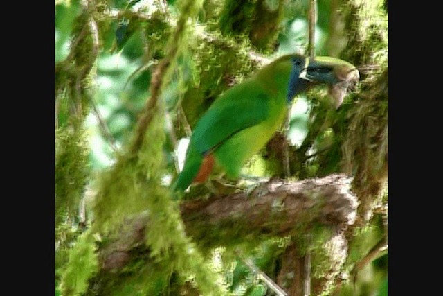 Northern Emerald-Toucanet (Blue-throated) - ML201650791