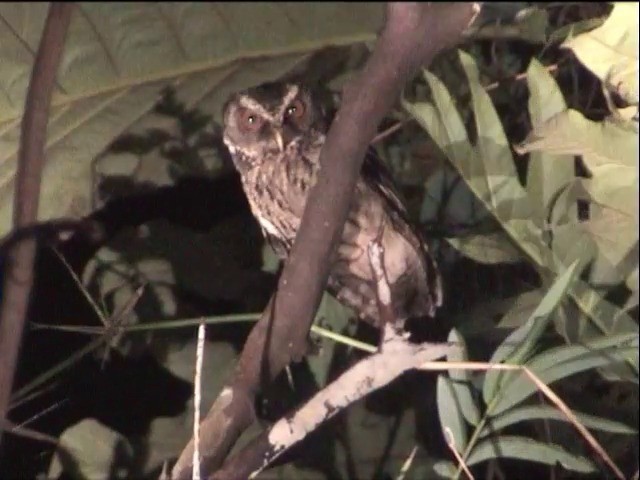 Palawan Scops-Owl - ML201651251