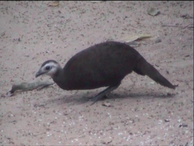 Palawan Peacock-Pheasant - ML201651281