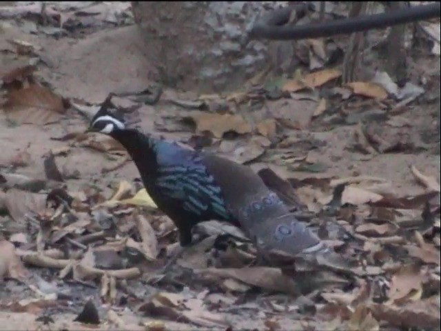 Palawan Peacock-Pheasant - ML201651291