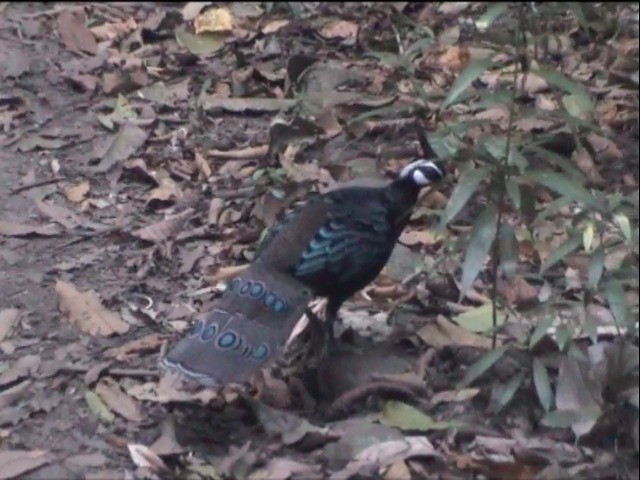 Palawan Peacock-Pheasant - ML201651301