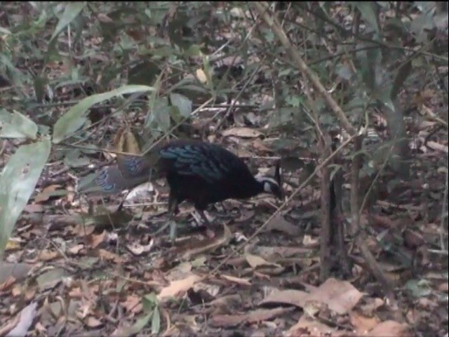 Palawan Peacock-Pheasant - ML201651321
