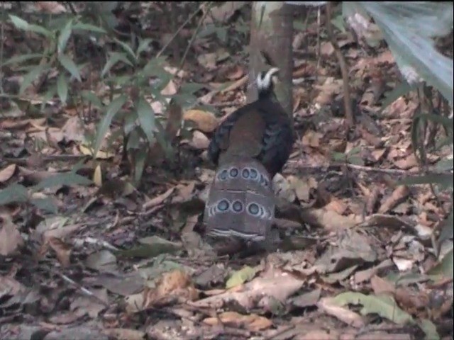Palawan Peacock-Pheasant - ML201651331