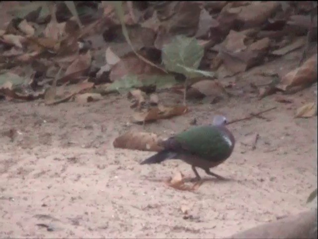 holub zelenokřídlý - ML201651351