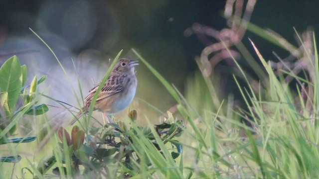 Grasshopper Sparrow - ML201651611