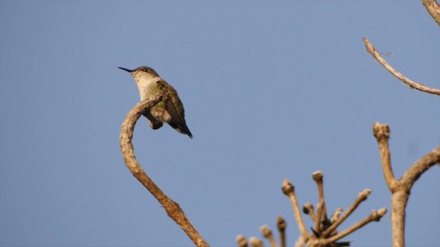 Vervain Hummingbird - ML201651631