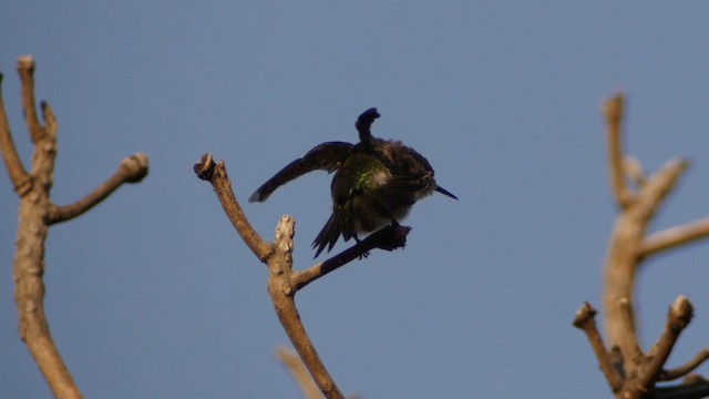 Vervain Hummingbird - ML201651651