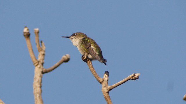 Vervain Hummingbird - ML201651661