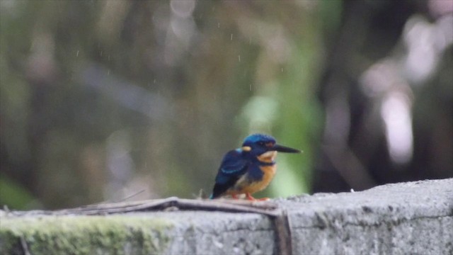 Indigo-banded Kingfisher (Southern) - ML201651941