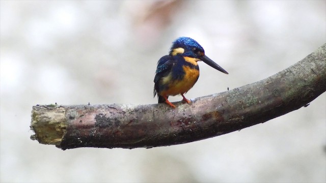 Indigo-banded Kingfisher (Southern) - ML201651951
