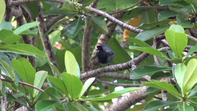 Common Cicadabird (Palau) - ML201652051