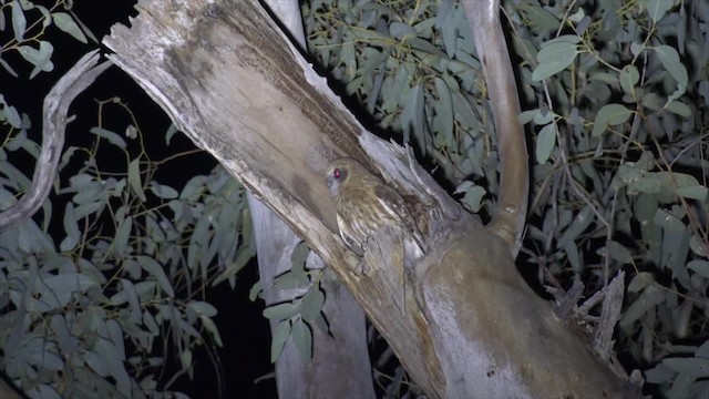 Австралийская иглоногая сова [группа boobook] - ML201652281