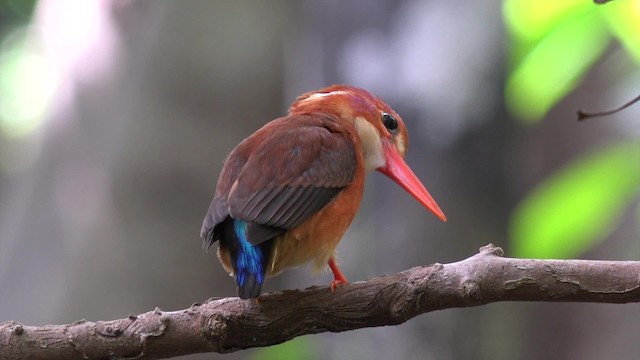 Sulawesi Dwarf-Kingfisher - ML201652341