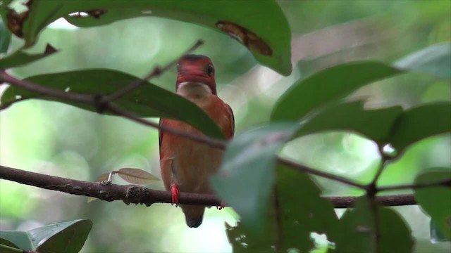 Sulawesi Dwarf-Kingfisher - ML201652351