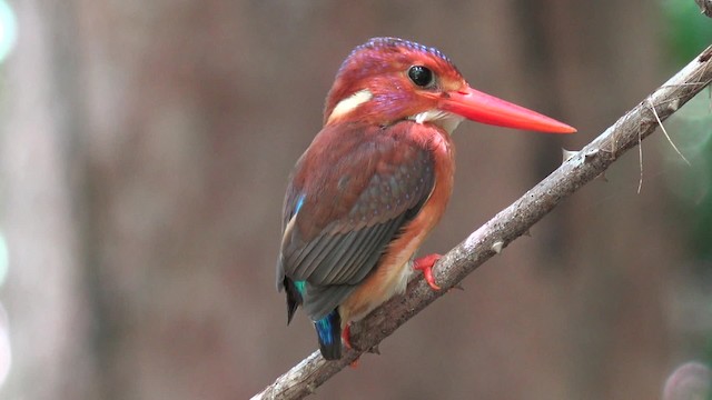 Sulawesi Dwarf-Kingfisher - ML201652361