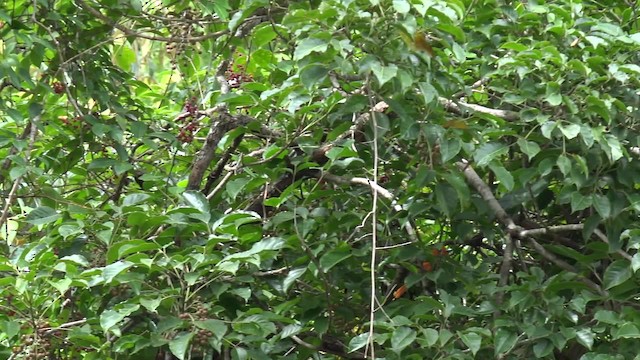 Zimtparadiesschnäpper (cinnamomea/talautensis) - ML201652461