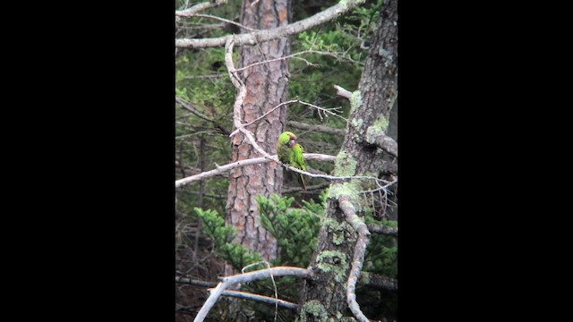 Maroon-fronted Parrot - ML201652511