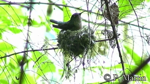 kolibřík aksamitový - ML201652551