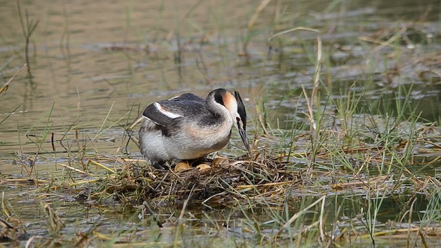  - Great Crested Grebe