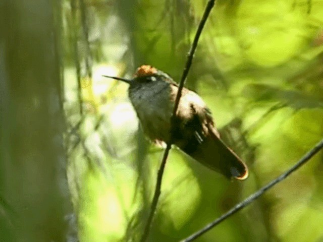 kolibřík hnědotemenný - ML201653011