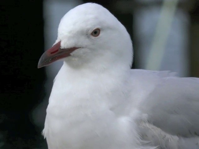 Silver Gull (Red-billed) - ML201653361