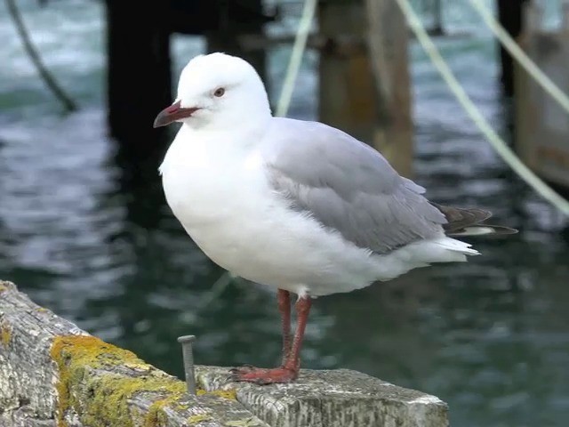Silver Gull (Red-billed) - ML201653371