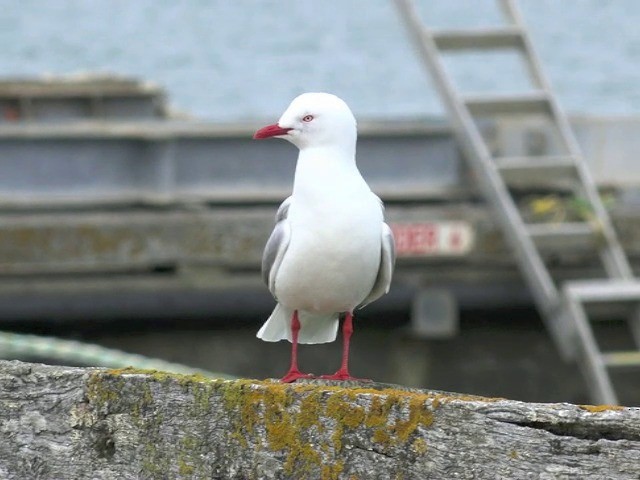 Silver Gull (Red-billed) - ML201653381