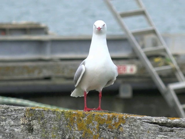 Silver Gull (Red-billed) - ML201653391