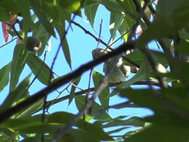 Japanese Leaf Warbler - ML201653471