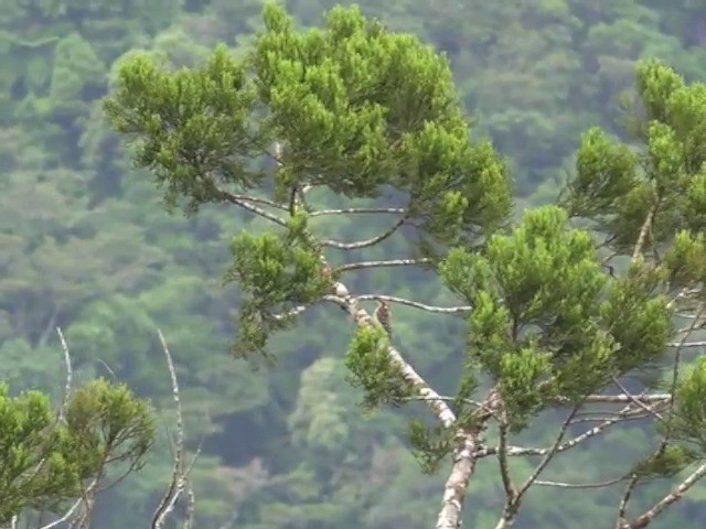 Filipin Ağaçkakanı - ML201653641