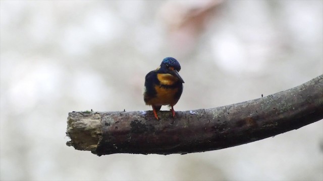 Indigo-banded Kingfisher (Southern) - ML201653681