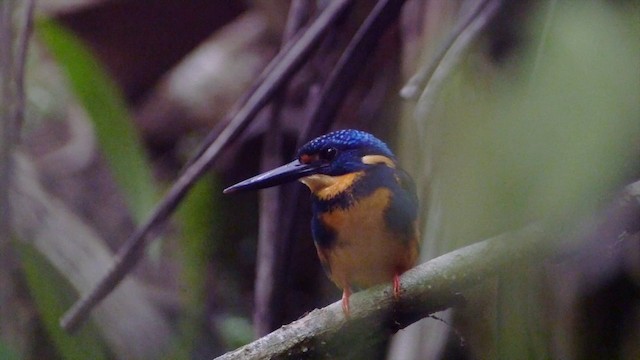 Indigo-banded Kingfisher (Southern) - ML201653691