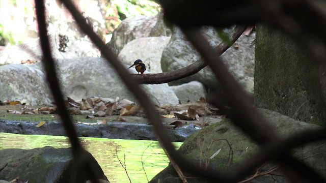 Indigo-banded Kingfisher (Southern) - ML201653701