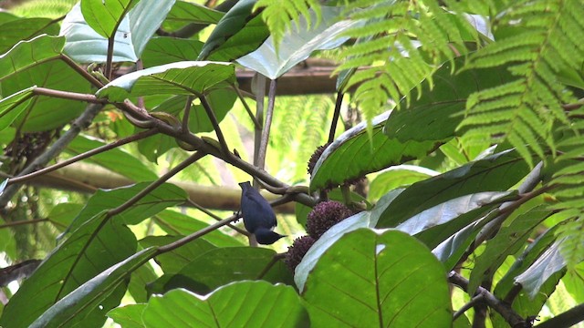 Black-belted Flowerpecker - ML201653871