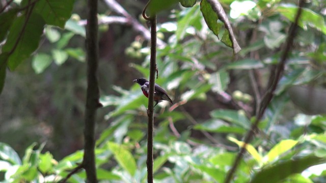 Black-belted Flowerpecker - ML201653891