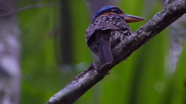 Spotted Kingfisher - ML201654011