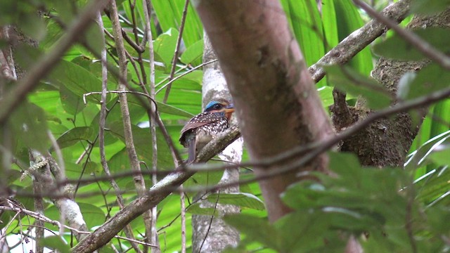 Spotted Kingfisher - ML201654021