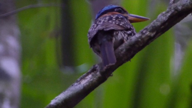 Spotted Kingfisher - ML201654031
