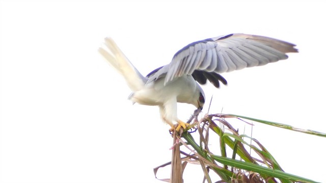  - Black-winged Kite (Asian)