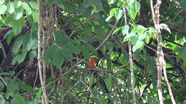 Rufous Paradise-Flycatcher (Southern) - ML201654141