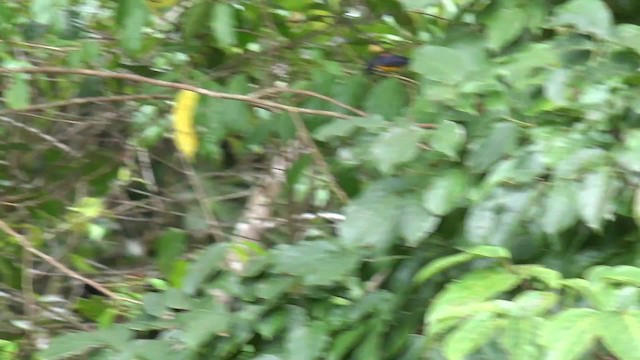 Orange-bellied Flowerpecker - ML201654171