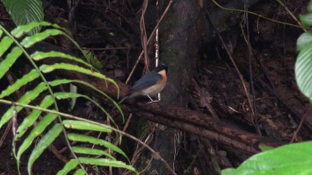 Mangrove Blue Flycatcher (Philippine) - ML201654191