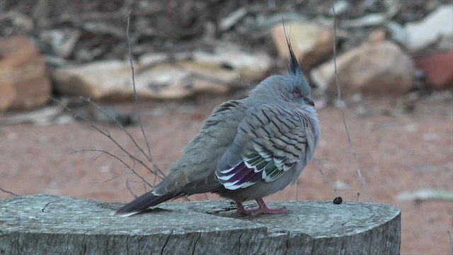 Crested Pigeon - ML201654551