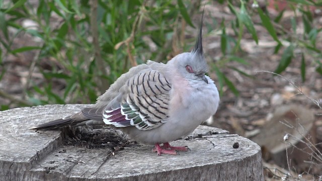 Crested Pigeon - ML201654561