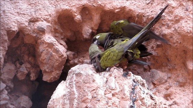  - Burrowing Parakeet