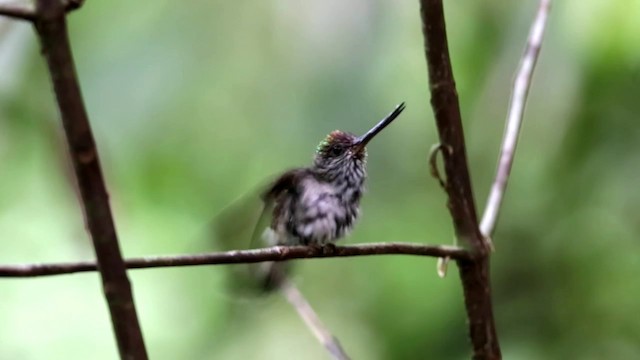 Tooth-billed Hummingbird - ML201654781