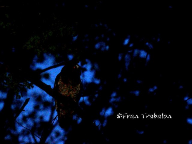 African Wood-Owl - ML201655161